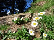 10 Bianche margherite d'Alpe